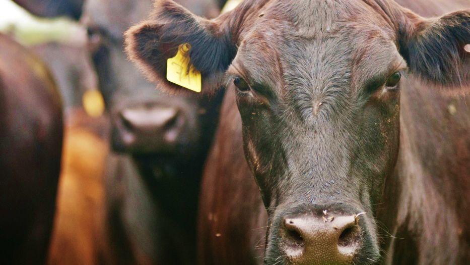 USDA report focuses on improvements for small processors after cattle market investigation